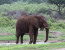 Classic Namibia Green Season Safari