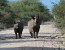 Classic Namibia Green Season Safari