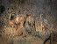 12 Day Extreme Wildlife Experience Botswana/Namibia