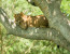 11-Day Primate, Tree Climbing Lions and Wildlife Safari