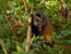 3-Day Rwanda Gorilla Trekking and Golden Monkey Tour