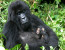 4-Day Gorilla Trekking Tour of Rwanda