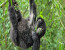 9-Day Gorilla and Chimpazee Trekking