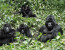 4-Day Gorilla Trekking Tour of Rwanda