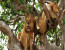 3 Days Queen Elizabeth National Park Safari