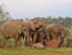 Private 6 Days Amboseli Tsavo West & Taita Hills Safari