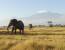 Private 12 Days Best of Kenya and Tanzania Wildlife Safari