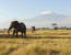 3 Day Amboseli National Park All-Inclusive Camping Safari