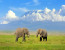 Private 6 Days Amboseli Tsavo West & Taita Hills Safari