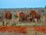 Private 6 Days Amboseli Tsavo West & Taita Hills Safari