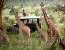 Private 9 Night Kenya Wildlife Safari and Mombasa Diani Beach Holidays