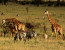 Private 7 Days Best of Kenya Wildlife Safari