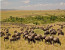 5 Day Masai Mara Budget Tented Camping Safari from Nairobi