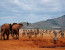 Private 6 Days Amboseli Tsavo West & Taita Hills Safari