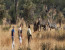 Private 12 Days Best of Kenya and Tanzania Wildlife Safari