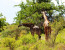 Private 3 Day Tsavo East & Tsavo West Wildlife Safari From Mombasa