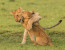 Private 7 Days Best of Kenya Wildlife Safari