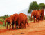 4 Days Amboseli /Tsavo West/Tsavo East Mombasa Luxury Lodge Safari