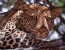 4 Day Safari to Ruaha National Park
