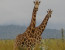 2 Days Ruma national park From Kisumu 