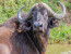 A Classic Discovery Tour to Uganda.