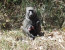 Uganda Complete ( Private Budget Tour )
