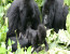 6-Day Gorilla Trekking and Karisimbi Hike
