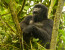 2 DAYS GORILLA TREKKING IN BWINDI IMPENETRABLE FOREST FROM KIGALI/RWANDA