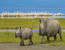 2 day safari to Lake Manyara and ngorongoro crater