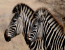 2 day safari to Lake Manyara and ngorongoro crater