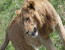 Classic Tanzania Natural wonders Safari