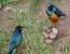 Classic Tanzania Natural wonders Safari