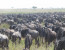 Classic Tanzania Natural wonders Safari