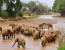6 Days Masai Mara Wildebeest Migration Safari Holiday