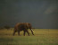 3 DAYS MASAI MARA CAMPING SAFARI