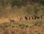 Sunset Safari Kruger