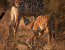 Sunset Safari Kruger