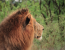Sunset Safari Kruger