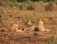 Sunset Safari Kruger