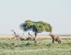 Extraordinary Samburu