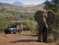 Big 5 Safari in Pilanesberg