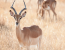 Nature Up Close - Chobe and Okavango