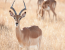Nature Up Close - Chobe and Okavango