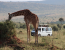 5 Day Memorable Safari In Kenya