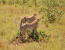 5 Day Memorable Safari In Kenya