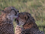 5 Day Memorable Safari In Kenya