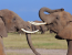 Elephant Paradise: 3 Day Safari