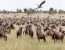 6 DAYS 5 NIGHTS BUDGET CAMPING SAFARI