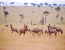 3 Day 2 Nights Selous Game Reserve Lodge Safari