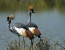 7 Days Migration Safari in Tanzania/Serengeti